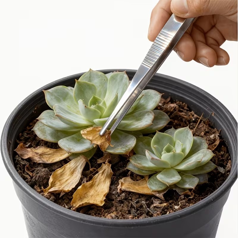 Planted Aquarium Tips - 20cm 스테인리스강 핀셋 세트 2개 –
