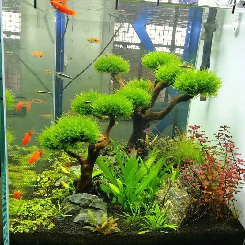 Planted Aquarium Moss - 어항 녹화 나무 프레임 심기 장식