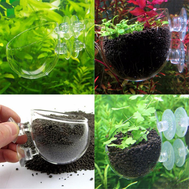 Planted Aquarium Moss - 수족관 행잉 식물 화분 유리 실린더