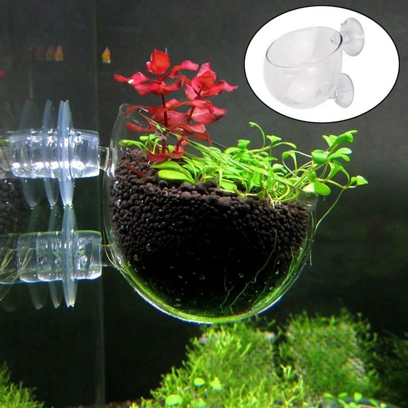 수족관 식물 화분 유리 실린더 컵, 빨판 포함, 수생  - Aquarium Plant Seeds 리뷰 및 가격