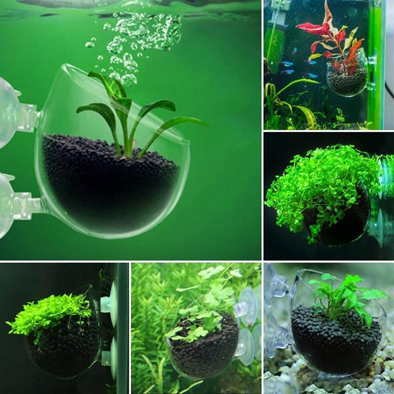 아크릴 수생 식물 컵, 수족관 물 식물 화분, 물잡초  - Aquarium Plant Seeds 리뷰 및 가격