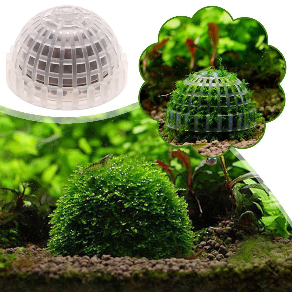 1/2/3/4/5PCS 수족관 장식 식물 바이오 모스  - Planted Aquarium Moss 리뷰 및 가격