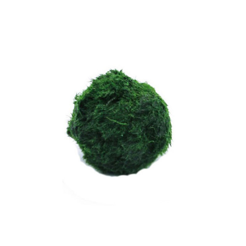 마리모 이끼 공 생물 수족관 식물 조류 물고기 새우 탱 - Planted Aquarium Moss 리뷰 및 가격
