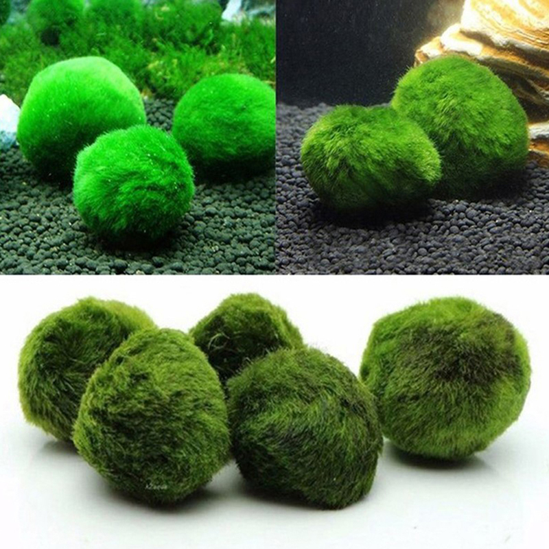마리모 이끼 공 생물 수족관 식물 조류 물고기 새우 탱 - Planted Aquarium Moss 리뷰 및 가격