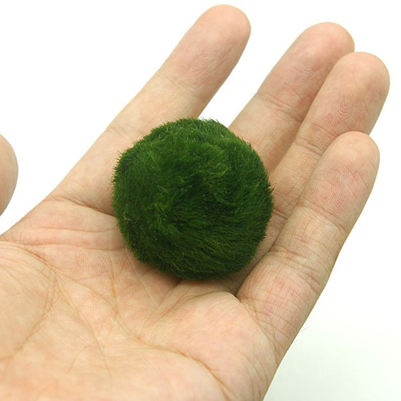 마리모 이끼 공 생물 수족관 식물 조류 물고기 새우 탱 - Planted Aquarium Moss 리뷰 및 가격