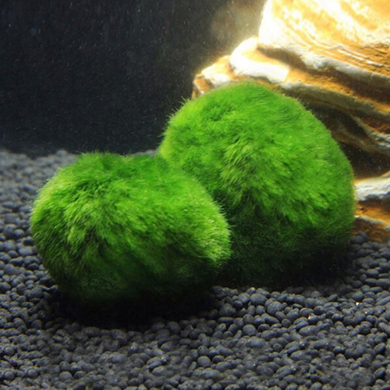 마리모 이끼 공 생물 수족관 식물 조류 물고기 새우 탱 - Planted Aquarium Moss 리뷰 및 가격