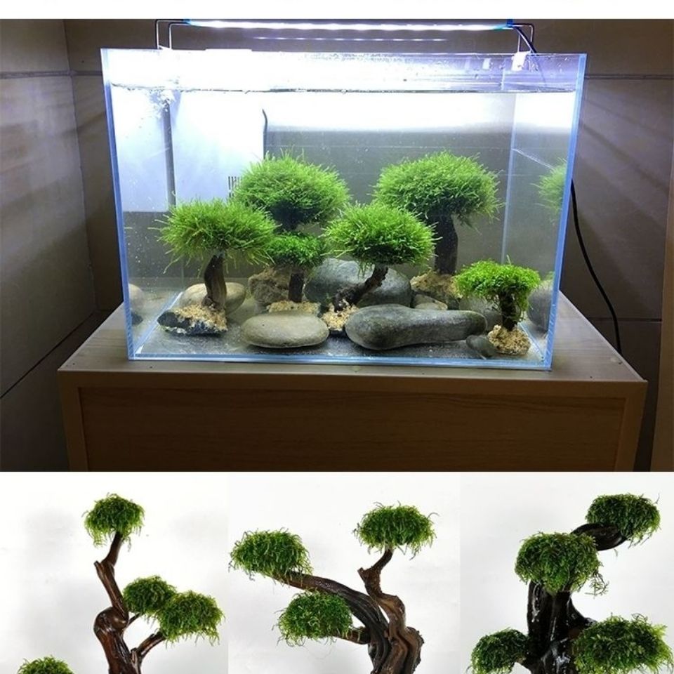 어항 녹화 나무 프레임 심기 장식 액세서리, 이끼 나무 - Planted Aquarium Moss 리뷰 및 가격