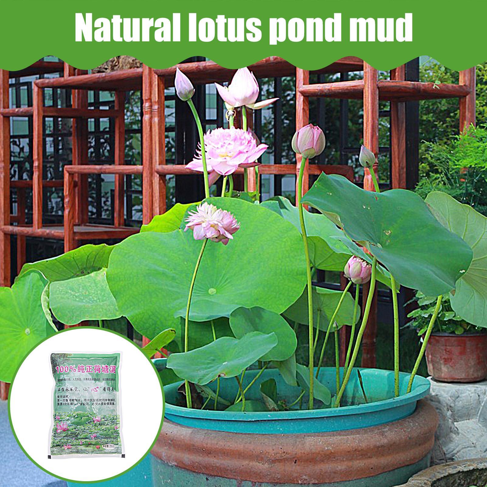 200g/봉지 수족관 흙 연꽃 식물 비료 수생 식물 종 - Aquarium Plant Seeds 리뷰 및 가격
