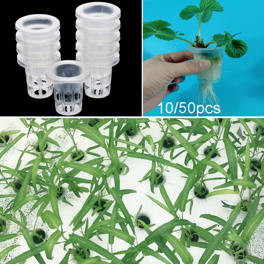 10/50개 정원 용품 수족관 식물 재배 무토양 수경재 - Aquarium Plant Seeds 리뷰 및 가격