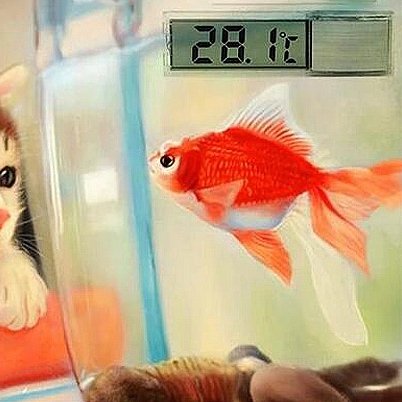방수 수족관 온도계 3D 디지털 LCD 전자 물고기 탱 - Aquarium Planted Seeds 리뷰 및 가격