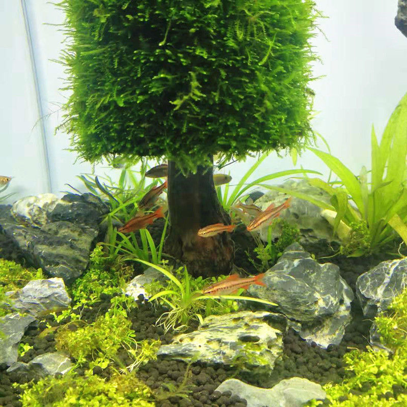 수족관 장식 수생 식물 이끼 나무 소나무, 크리스마스  - Aquarium Plant Seeds 리뷰 및 가격