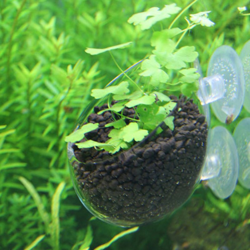 수족관 행잉 식물 화분 유리 실린더 컵, 빨판 포함,  - Planted Aquarium Moss 리뷰 및 가격