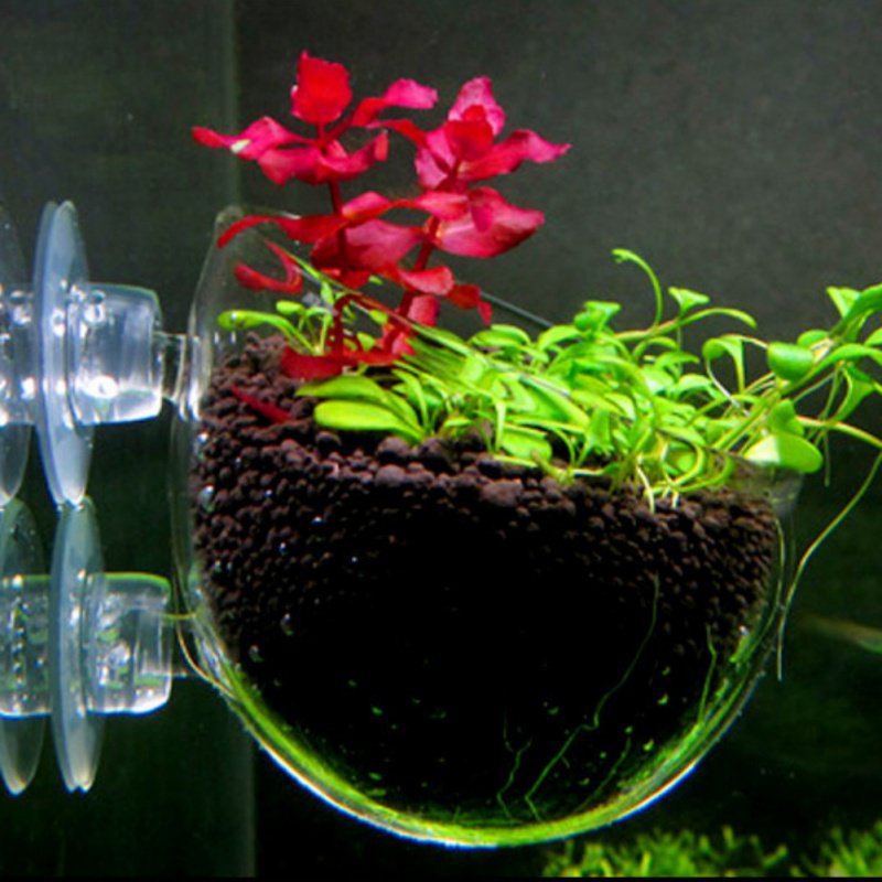 수족관 행잉 식물 화분 유리 실린더 컵, 빨판 포함,  - Planted Aquarium Moss 리뷰 및 가격
